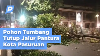 Pohon Tumbang Tutup Jalur Pantura Kota Pasuruan