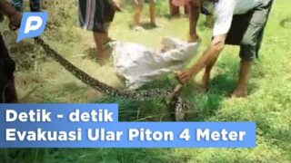 Ular Piton Sepanjang 4 Meter Ditemukan di Gempol | Pasuruan Hari Ini