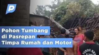 Pohon Tumb4ng di Pasrepan Timp4 Rumah dan Motor | Pasuruan Hari Ini