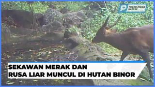 Sekawan Merak dan Rusa Liar Muncul di Hutan Binor