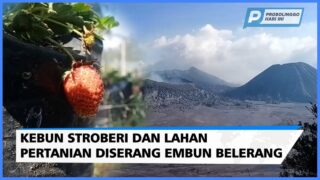 Diserang Embun Belerang, Stroberi dan Pertanian Warga Tengger Rusak