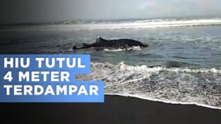 Hiu Tutul 4 Meter Terdampar di Pantai Wotgalih, Kondisinya Masih Hidup