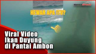 Viral Video Ikan Duyung di Pantai Ambon, Hewan Apa Itu ?