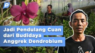 Pemuda Rejoso Panen Cuan dari Anggrek