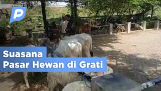 Live! Melihat Pasar Hewan di Grati