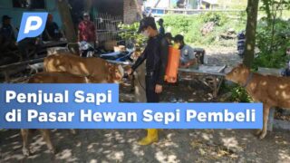 Penjualan Sapi Lesu Jelang Idul Adha