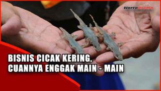 Unik, Bisnis Cicak Kering Sukses Tembus Pasar China