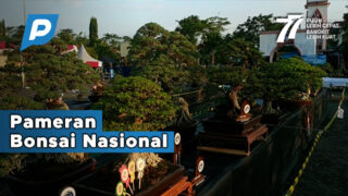 Melihat Kontes Bonsai Nasional di Kota Pasuruan, Harga Bisa Tembus Setengah Milyar