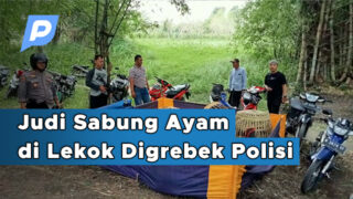 Judi Sabung Ayam di Lekok Digrebek Polisi, Puluhan Motor Diamankan