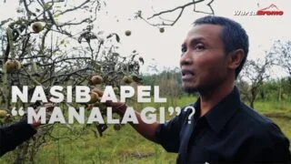 Akankah Apel Indonesia Bertahan ?