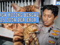 Hobi Menguntungkan Aipda Agung dengan Kucing Bengal