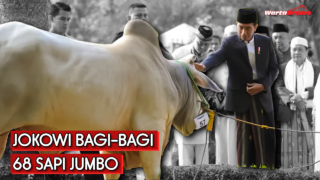 Jokowi Bagi-Bagi 68 Sapi Jumbo ke Seluruh Provinsi RI
