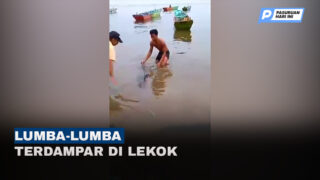 Dua Lumba Lumba Terdampar di Pantai Pasir Panjang