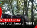 Rekaman Langka! Aktivitas Macan Tutul Jawa di Taman Nasional Bromo Tengger Semeru