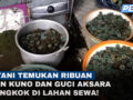 Petani Temukan Ribuan Koin Kuno dan Guci Tiongkok di Tutur