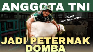 Peternak Domba Cross Texel, Sukses Raup Cuan Hingga Rp50 Juta per Ekor!